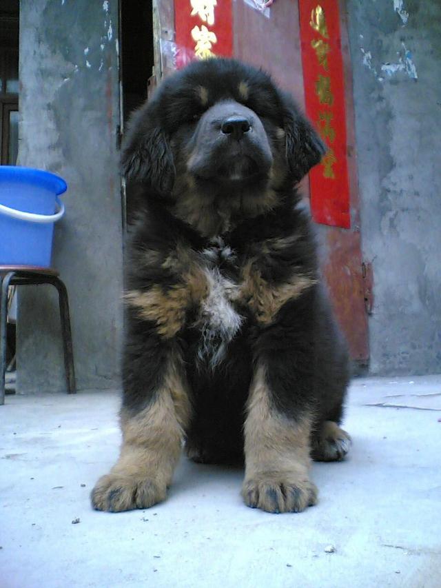 https://images.dog.ceo/breeds/mastiff-tibetan/n02108551_2326.jpg