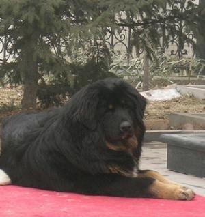 https://images.dog.ceo/breeds/mastiff-tibetan/n02108551_3814.jpg