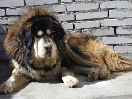 https://images.dog.ceo/breeds/mastiff-tibetan/n02108551_832.jpg