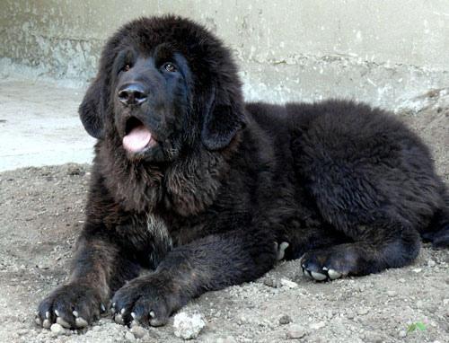 https://images.dog.ceo/breeds/mastiff-tibetan/n02108551_854.jpg