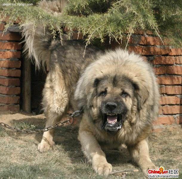 https://images.dog.ceo/breeds/mastiff-tibetan/n02108551_899.jpg