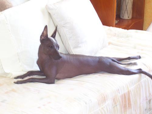 https://images.dog.ceo/breeds/mexicanhairless/n02113978_1006.jpg