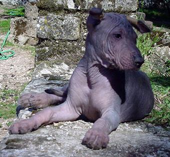 https://images.dog.ceo/breeds/mexicanhairless/n02113978_1034.jpg