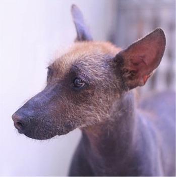 https://images.dog.ceo/breeds/mexicanhairless/n02113978_1069.jpg