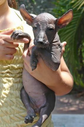 https://images.dog.ceo/breeds/mexicanhairless/n02113978_1088.jpg