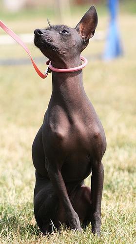 https://images.dog.ceo/breeds/mexicanhairless/n02113978_1189.jpg