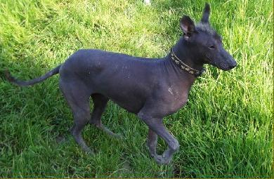 https://images.dog.ceo/breeds/mexicanhairless/n02113978_1238.jpg