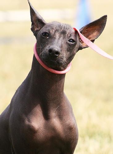 https://images.dog.ceo/breeds/mexicanhairless/n02113978_124.jpg