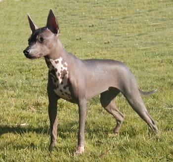 https://images.dog.ceo/breeds/mexicanhairless/n02113978_131.jpg