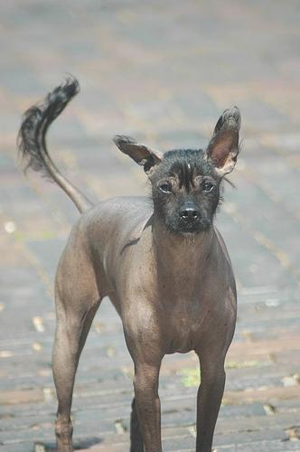 https://images.dog.ceo/breeds/mexicanhairless/n02113978_1317.jpg