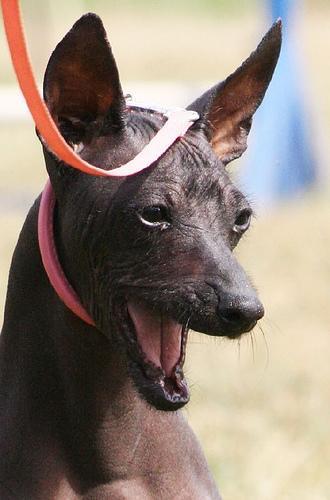 https://images.dog.ceo/breeds/mexicanhairless/n02113978_1323.jpg