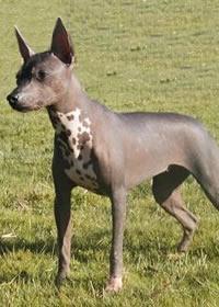 https://images.dog.ceo/breeds/mexicanhairless/n02113978_1325.jpg