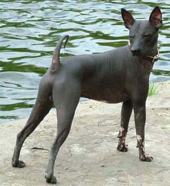 https://images.dog.ceo/breeds/mexicanhairless/n02113978_1349.jpg