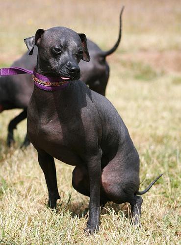 https://images.dog.ceo/breeds/mexicanhairless/n02113978_147.jpg