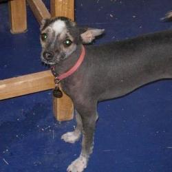 https://images.dog.ceo/breeds/mexicanhairless/n02113978_1480.jpg