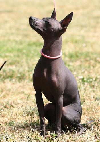 https://images.dog.ceo/breeds/mexicanhairless/n02113978_1482.jpg