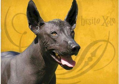 https://images.dog.ceo/breeds/mexicanhairless/n02113978_153.jpg