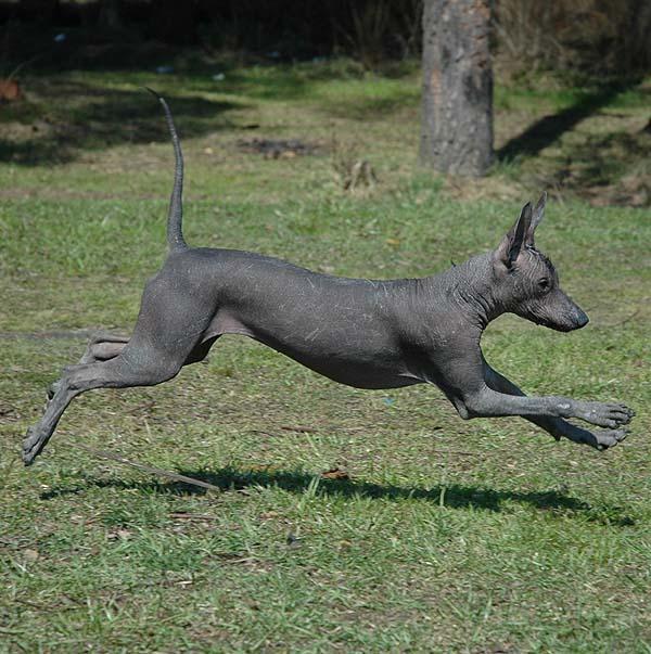 https://images.dog.ceo/breeds/mexicanhairless/n02113978_1595.jpg