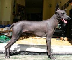 https://images.dog.ceo/breeds/mexicanhairless/n02113978_1620.jpg