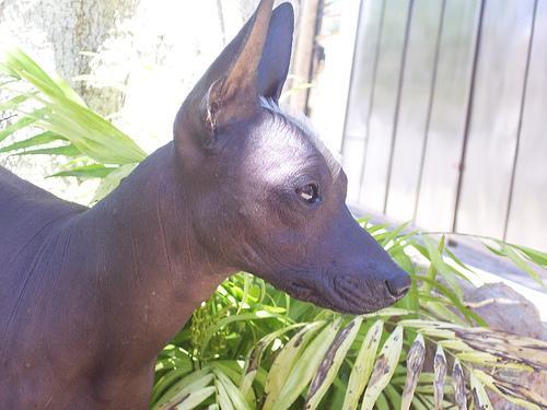 https://images.dog.ceo/breeds/mexicanhairless/n02113978_1746.jpg