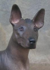 https://images.dog.ceo/breeds/mexicanhairless/n02113978_177.jpg