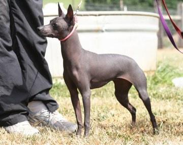 https://images.dog.ceo/breeds/mexicanhairless/n02113978_1823.jpg