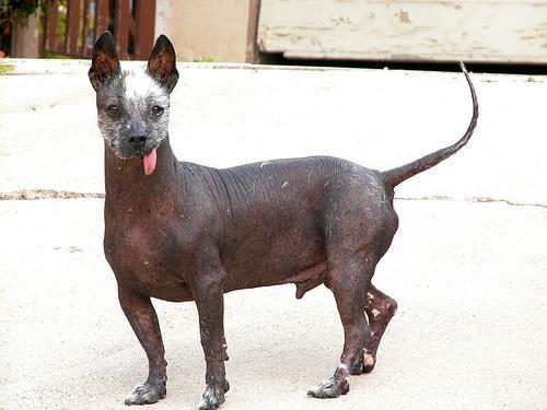 https://images.dog.ceo/breeds/mexicanhairless/n02113978_1868.jpg