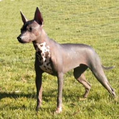 https://images.dog.ceo/breeds/mexicanhairless/n02113978_1939.jpg