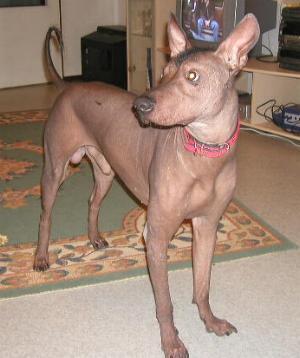 https://images.dog.ceo/breeds/mexicanhairless/n02113978_1954.jpg