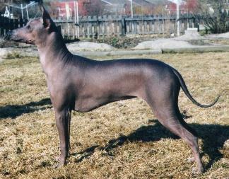 https://images.dog.ceo/breeds/mexicanhairless/n02113978_1970.jpg