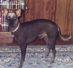 mexicanhairless