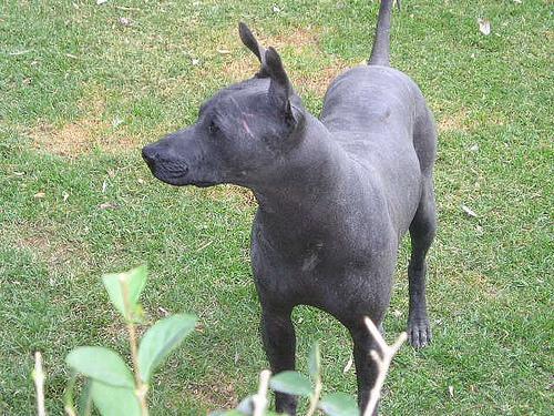 https://images.dog.ceo/breeds/mexicanhairless/n02113978_1999.jpg