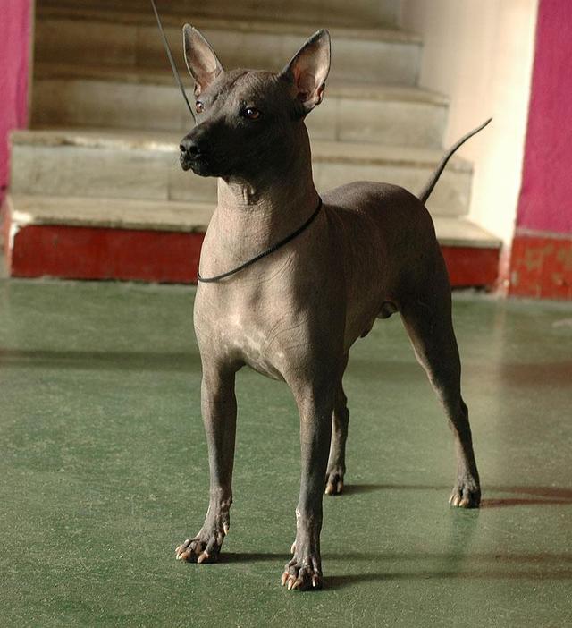 https://images.dog.ceo/breeds/mexicanhairless/n02113978_2003.jpg