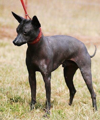 https://images.dog.ceo/breeds/mexicanhairless/n02113978_2054.jpg