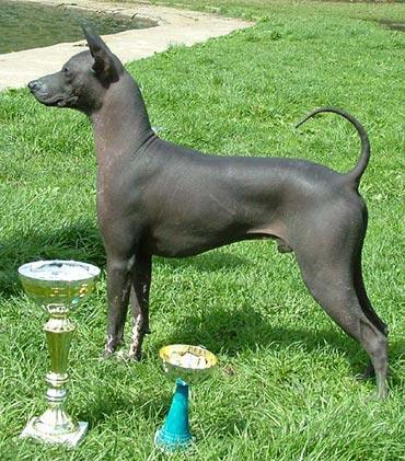 https://images.dog.ceo/breeds/mexicanhairless/n02113978_2121.jpg