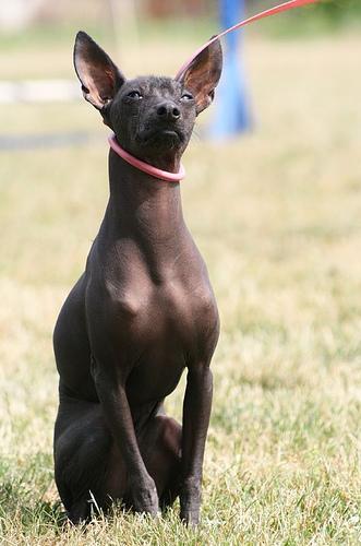 https://images.dog.ceo/breeds/mexicanhairless/n02113978_2141.jpg