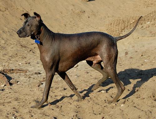 https://images.dog.ceo/breeds/mexicanhairless/n02113978_2143.jpg