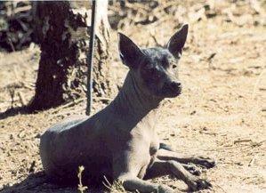 https://images.dog.ceo/breeds/mexicanhairless/n02113978_216.jpg