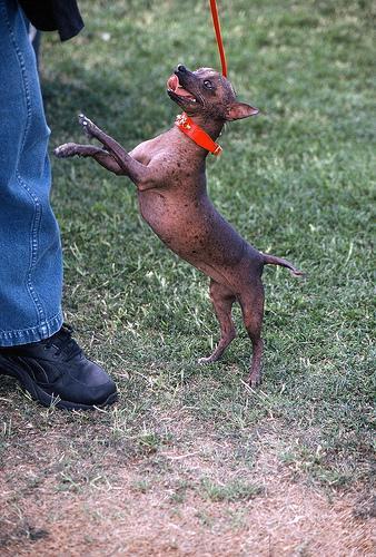 https://images.dog.ceo/breeds/mexicanhairless/n02113978_2189.jpg