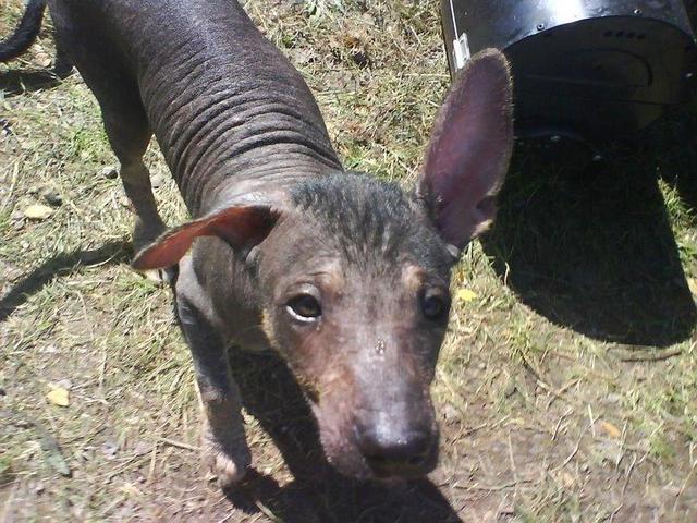 https://images.dog.ceo/breeds/mexicanhairless/n02113978_2276.jpg