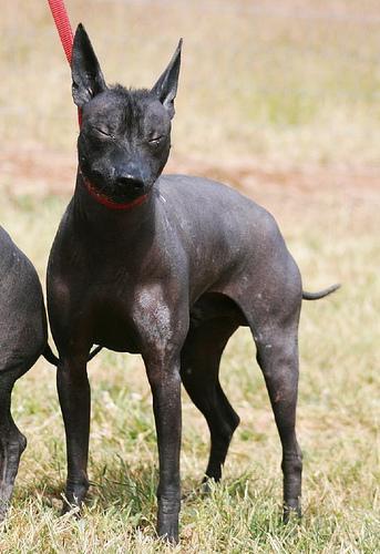 https://images.dog.ceo/breeds/mexicanhairless/n02113978_2286.jpg