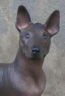 https://images.dog.ceo/breeds/mexicanhairless/n02113978_2337.jpg