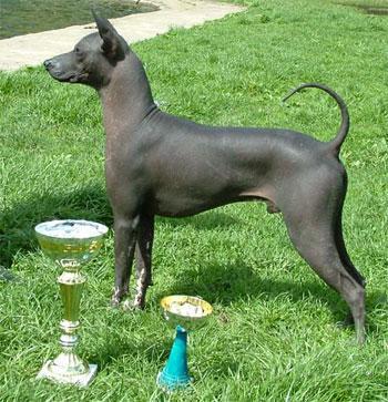 https://images.dog.ceo/breeds/mexicanhairless/n02113978_2441.jpg