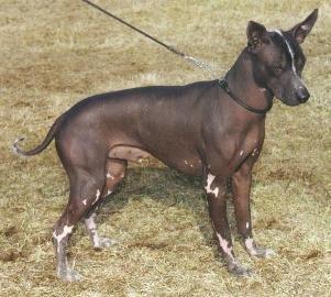 https://images.dog.ceo/breeds/mexicanhairless/n02113978_2446.jpg