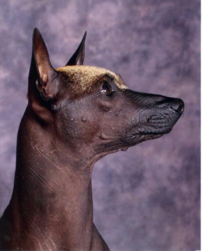 https://images.dog.ceo/breeds/mexicanhairless/n02113978_2474.jpg