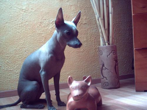 https://images.dog.ceo/breeds/mexicanhairless/n02113978_2508.jpg