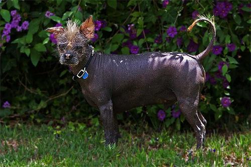 https://images.dog.ceo/breeds/mexicanhairless/n02113978_2552.jpg