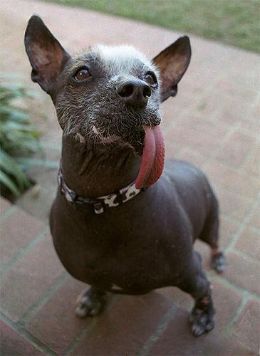 https://images.dog.ceo/breeds/mexicanhairless/n02113978_2695.jpg