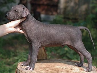 https://images.dog.ceo/breeds/mexicanhairless/n02113978_2707.jpg