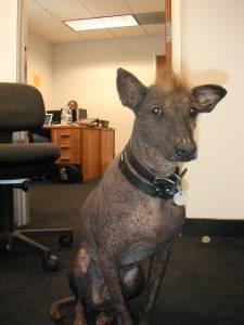 https://images.dog.ceo/breeds/mexicanhairless/n02113978_2726.jpg